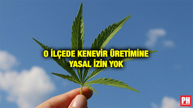 O İLÇEDE KENEVİR ÜRETİMİNE YASAL İZİN YOK