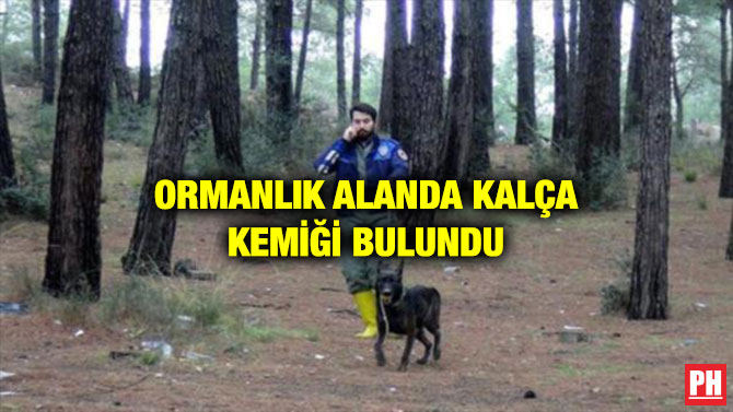 ORMANLIK ALANDA KALÇA KEMİĞİ BULUNDU