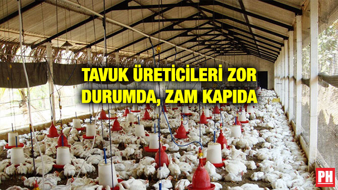 TAVUK ÜRETİCİLERİ ZOR DURUMDA, ZAM KAPIDA