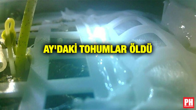 AY’DAKİ TOHUMLAR ÖLDÜ
