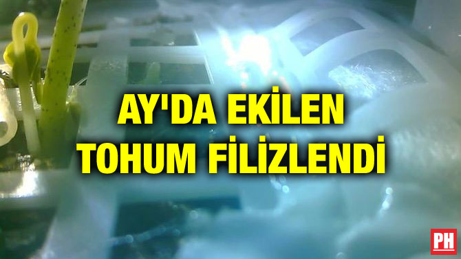 AY’DA EKİLEN TOHUM FİLİZLENDİ