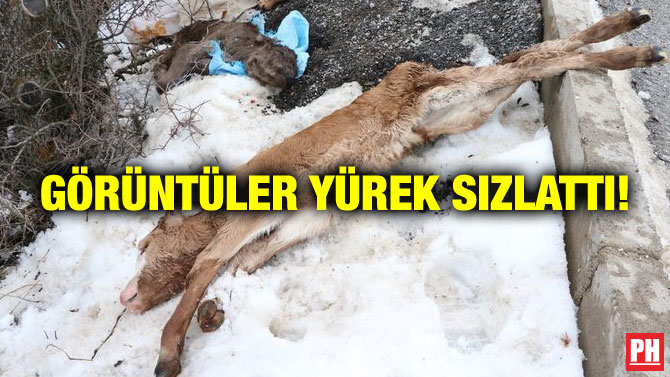 GÖRÜNTÜLER YÜREK SIZLATTI!