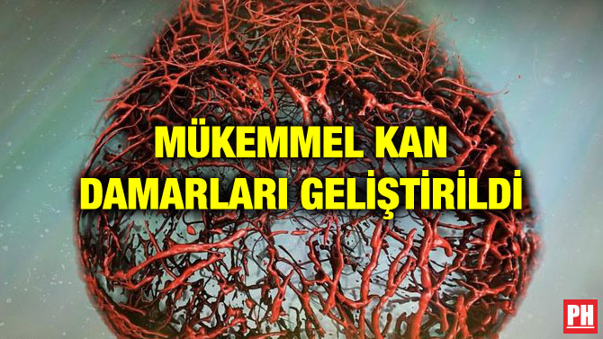 MÜKEMMEL KAN DAMARLARI GELİŞTİRİLDİ