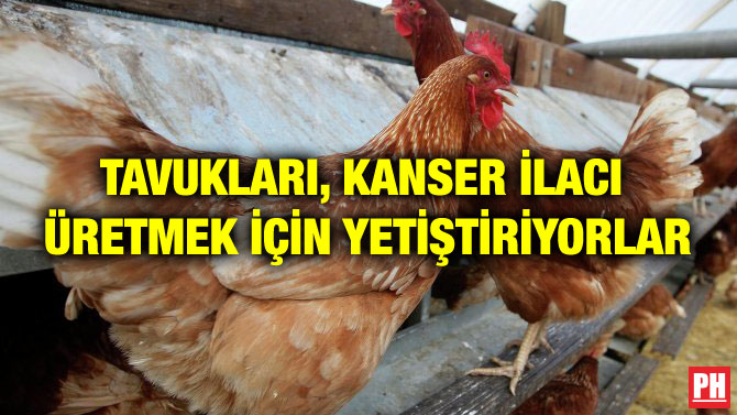 TAVUKLARI, KANSER İLACI ÜRETMEK İÇİN YETİŞTİRİYORLAR
