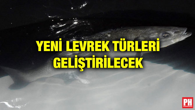 YENİ LEVREK TÜRLERİ GELİŞTİRİLECEK
