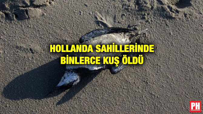 HOLLANDA SAHİLLERİNDE BİNLERCE KUŞ ÖLDÜ