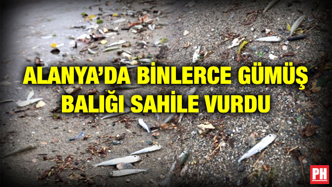 ALANYA’DA BİNLERCE GÜMÜŞ BALIĞI SAHİLE VURDU