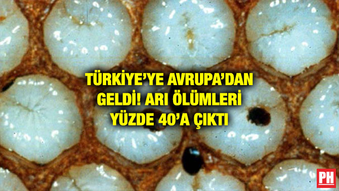 TÜRKİYE’YE AVRUPA’DAN GELDİ! ARI ÖLÜMLERİ YÜZDE 40’A ÇIKTI