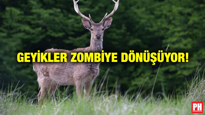 GEYİKLER ZOMBİYE DÖNÜŞÜYOR!