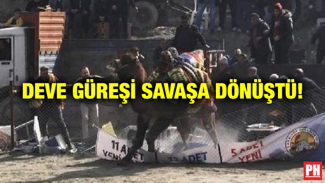 DEVE GÜREŞİ SAVAŞA DÖNÜŞTÜ!