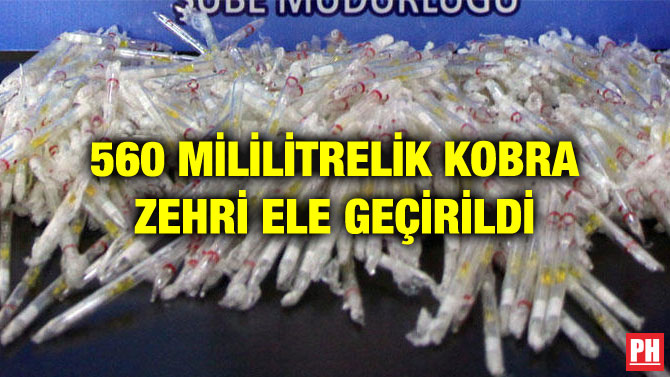 560 MİLİLİTRELİK KOBRA ZEHRİ ELE GEÇİRİLDİ
