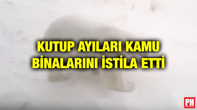 KUTUP AYILARI KAMU BİNALARINI İSTİLA ETTİ