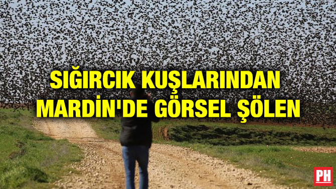 SIĞIRCIK KUŞLARINDAN MARDİN’DE GÖRSEL ŞÖLEN