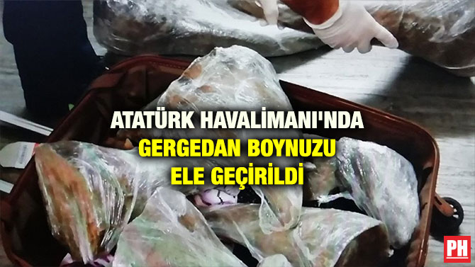 ATATÜRK HAVALİMANI’NDA GERGEDAN BOYNUZU ELE GEÇİRİLDİ