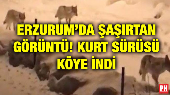 ERZURUM’DA ŞAŞIRTAN GÖRÜNTÜ! KURT SÜRÜSÜ KÖYE İNDİ