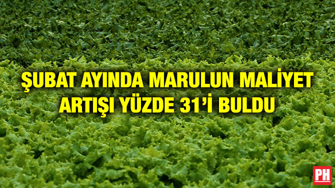 ŞUBAT AYINDA MARULUN MALİYET ARTIŞI YÜZDE 31’İ BULDU