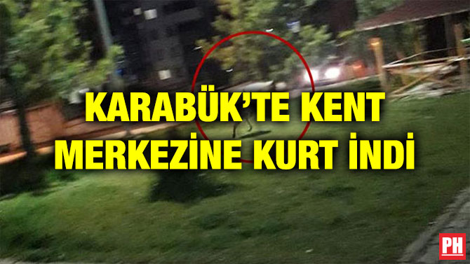 KARABÜK’TE KENT MERKEZİNE KURT İNDİ