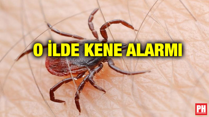 O İLDE KENE ALARMI