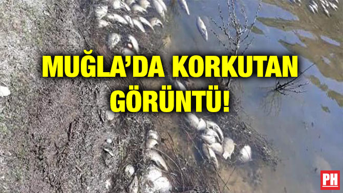 MUĞLA’DA KORKUTAN GÖRÜNTÜ!