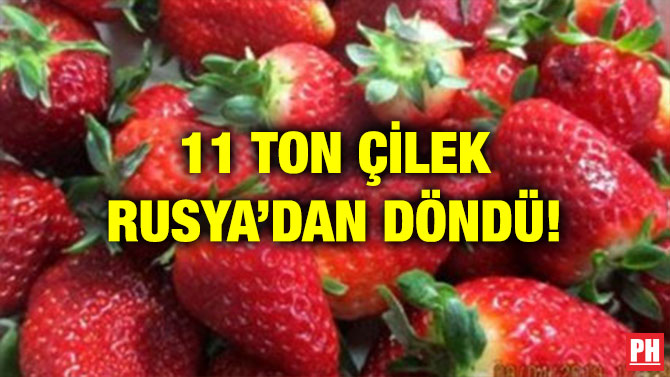 11 TON ÇİLEK RUSYA’DAN DÖNDÜ!