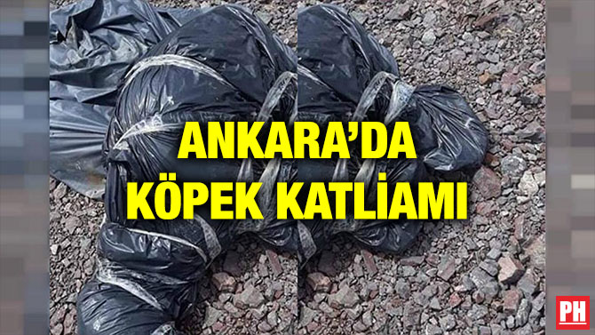 ANKARA’DA KÖPEK KATLİAMI