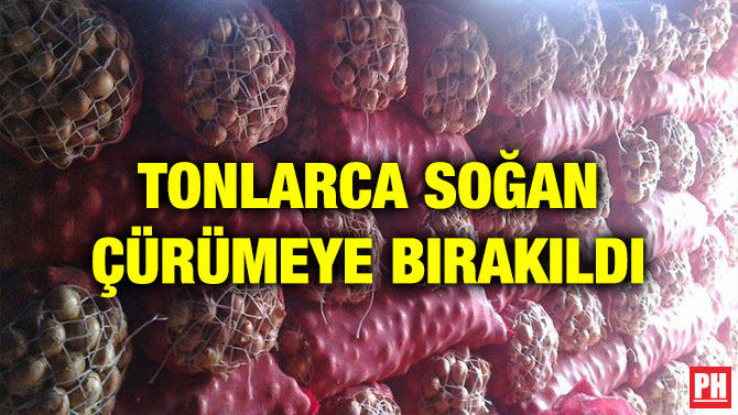 TONLARCA SOĞAN ÇÜRÜMEYE BIRAKILDI