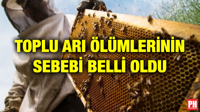 TOPLU ARI ÖLÜMLERİNİN SEBEBİ BELLİ OLDU