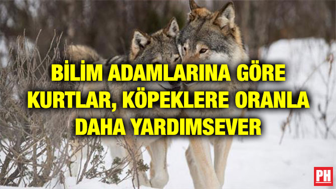 BİLİM ADAMLARINA GÖRE KURTLAR, KÖPEKLERE ORANLA DAHA YARDIMSEVER