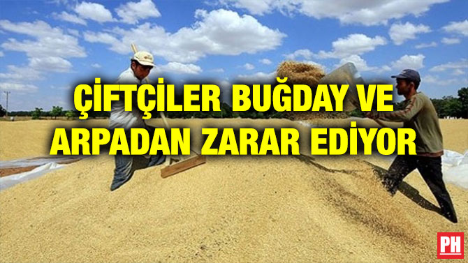 ÇİFTÇİLER BUĞDAY VE ARPADAN ZARAR EDİYOR