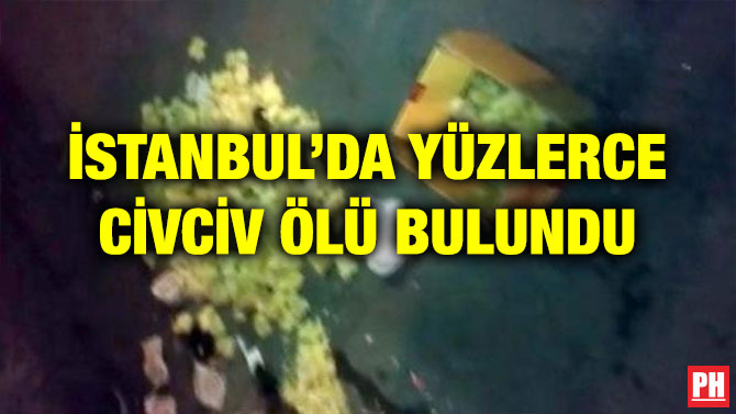 İSTANBUL’DA YÜZLERCE CİVCİV ÖLÜ BULUNDU