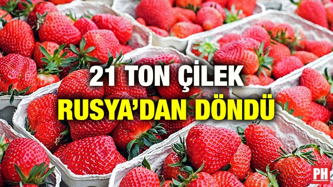 21 TON ÇİLEK RUSYA’DAN DÖNDÜ