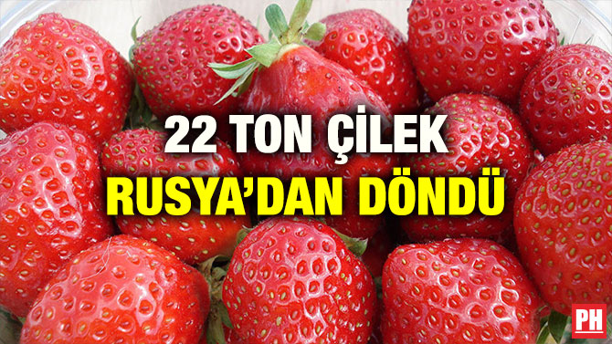 22 TON ÇİLEK RUSYA’DAN DÖNDÜ
