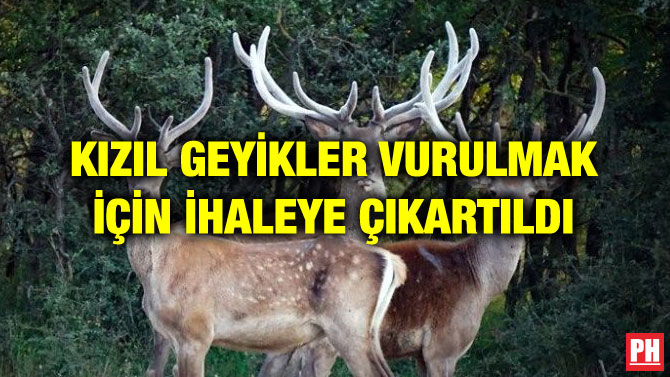 KIZIL GEYİKLER VURULMAK İÇİN İHALEYE ÇIKARTILDI