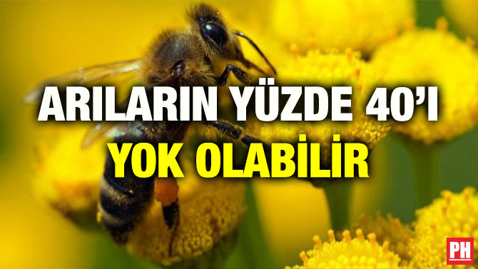 ARILARIN YÜZDE 40’I YOK OLABİLİR