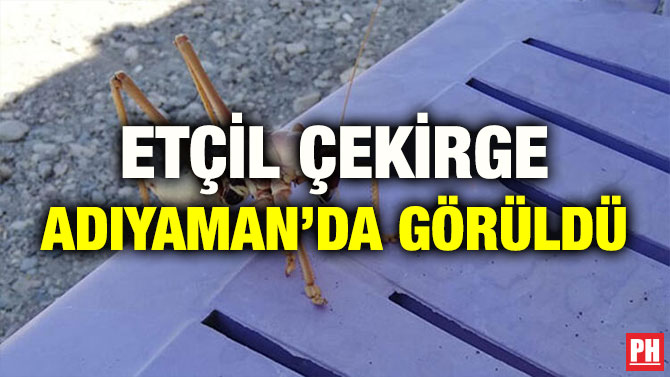 ETÇİL ÇEKİRGE ADIYAMAN’DA GÖRÜLDÜ