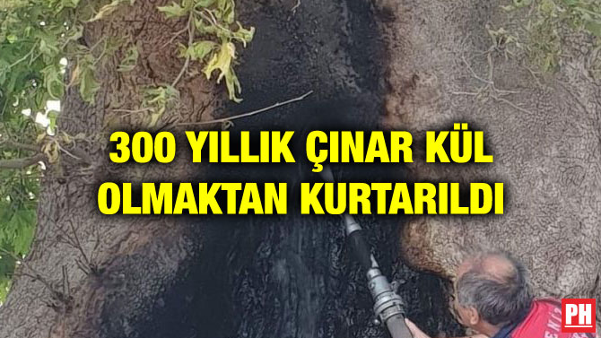 300 YILLIK ÇINAR KÜL OLMAKTAN KURTARILDI