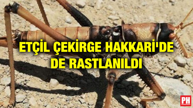 ETÇİL ÇEKİRGE HAKKARİ’DE DE RASTLANILDI