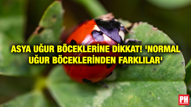 ASYA UĞUR BÖCEKLERİNE DİKKAT! ‘NORMAL UĞUR BÖCEKLERİNDEN FARKLILAR’