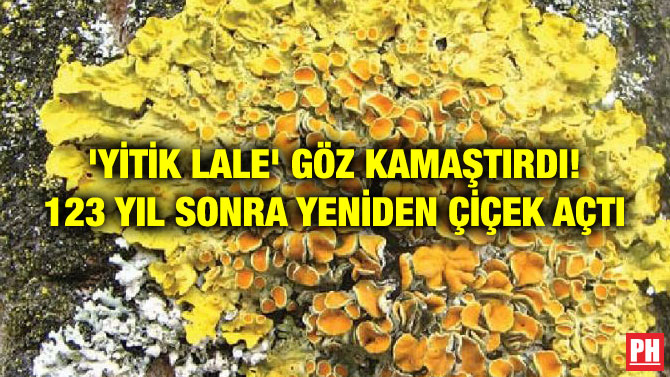 ‘YİTİK LALE’ GÖZ KAMAŞTIRDI! 123 YIL SONRA YENİDEN ÇİÇEK AÇTI