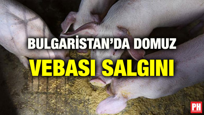 BULGARİSTAN’DA DOMUZ VEBASI SALGINI