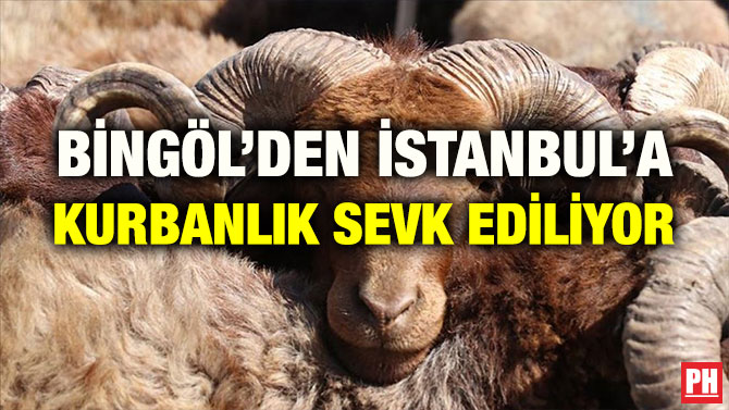 BİNGÖL’DEN İSTANBUL’A KURBANLIK SEVK EDİLİYOR