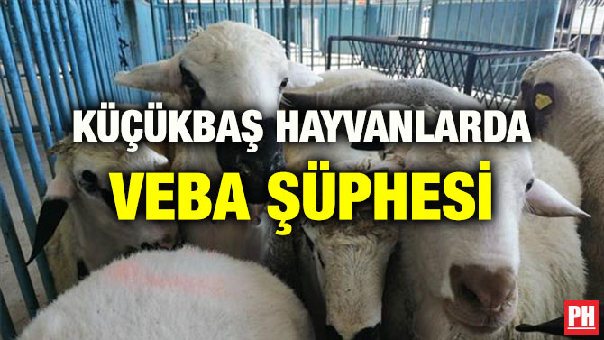 KÜÇÜKBAŞ HAYVANLARDA VEBA ŞÜPHESİ