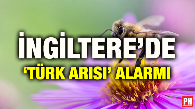 İNGİLTERE’DE ‘TÜRK ARISI’ ALARMI