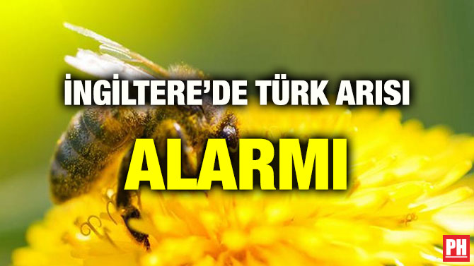 İNGİLTERE’DE TÜRK ARISI ALARMI