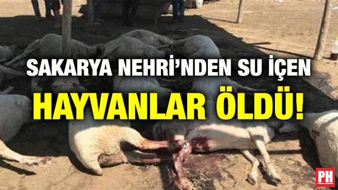 SAKARYA NEHRİ’NDEN SU İÇEN HAYVANLAR ÖLDÜ!