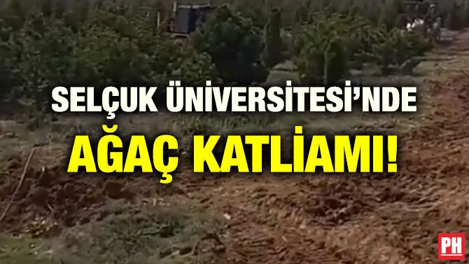 SELÇUK ÜNİVERSİTESİ’NDE AĞAÇ KATLİAMI!