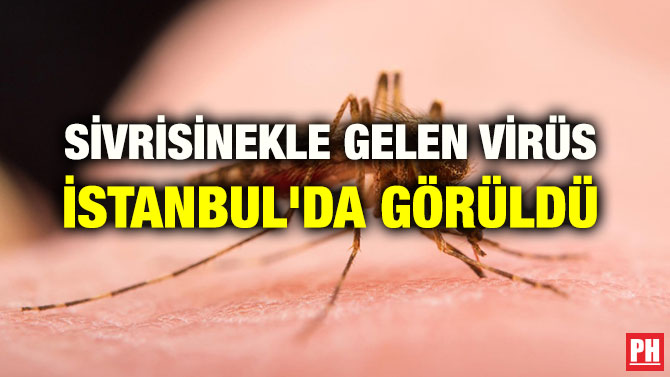 SİVRİSİNEKLE GELEN VİRÜS İSTANBUL’DA GÖRÜLDÜ