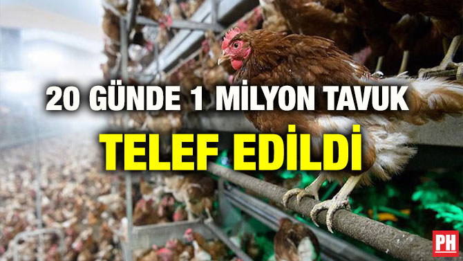 20 GÜNDE 1 MİLYON TAVUK TELEF EDİLDİ