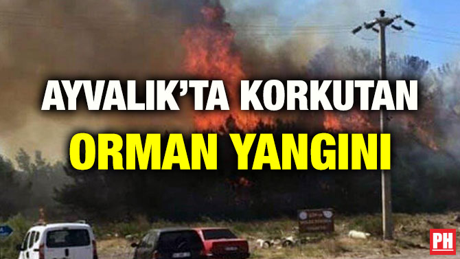 AYVALIK’TA KORKUTAN ORMAN YANGINI