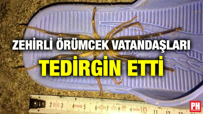 ZEHİRLİ ÖRÜMCEK VATANDAŞLARI TEDİRGİN ETTİ